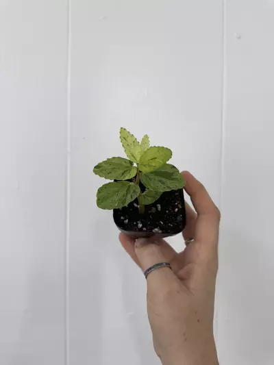 plant/Begonia Peppermint Variegated -0-thumbnail