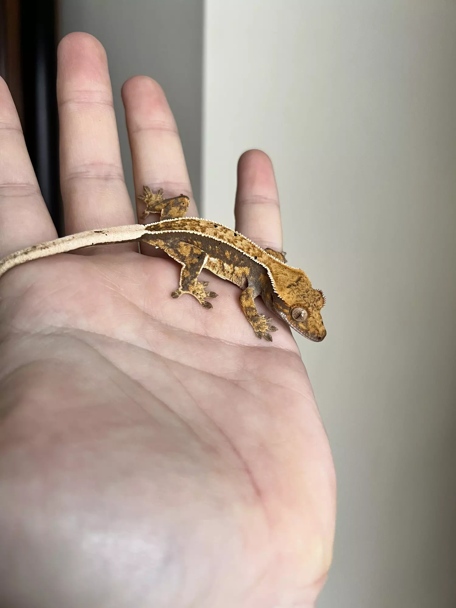 plant/TC: Lavendar Pinstripe: Possible Pores Seen: 5 grams-1