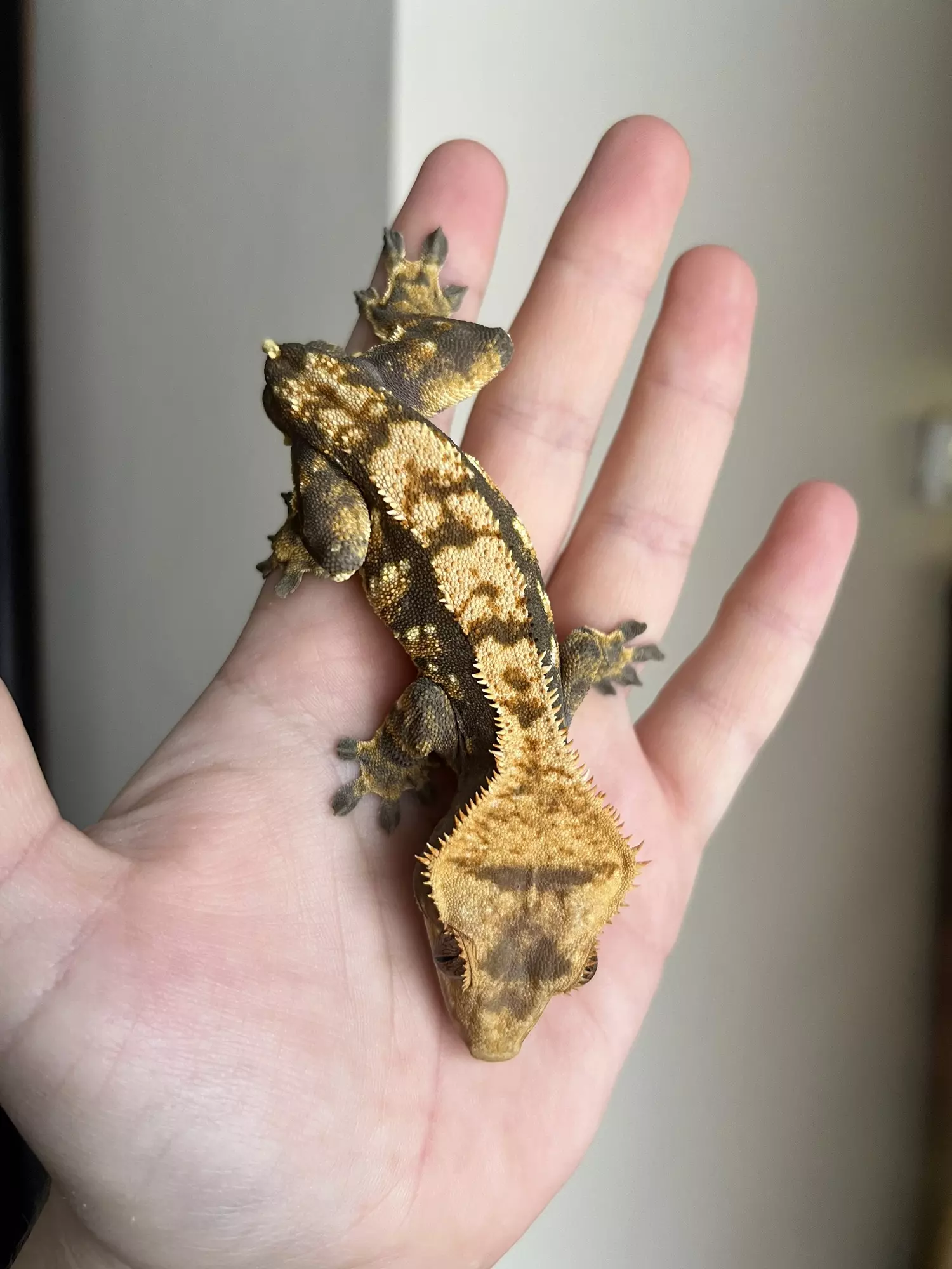 plant/SO7: Male: 25 grams-0