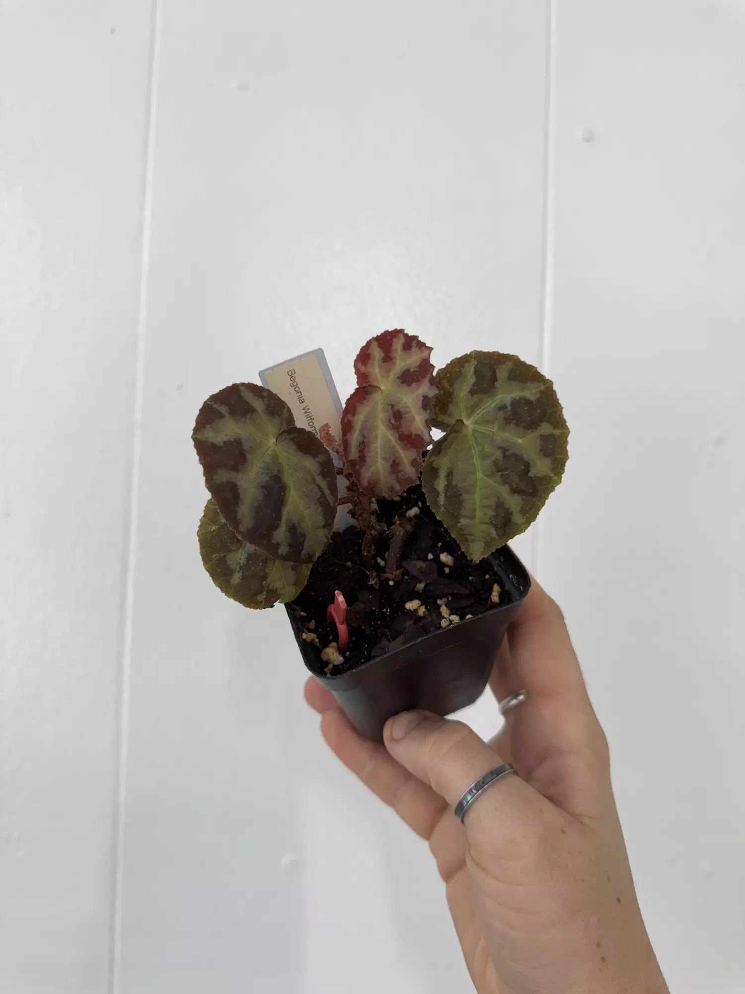 plant/Begonia Wilformis -0