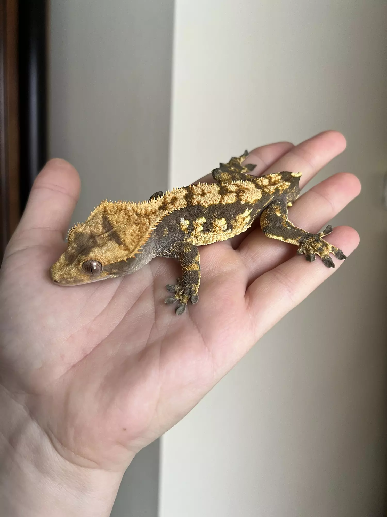 plant/SO7: Male: 25 grams-2