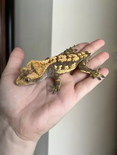 plant/SO7: Male: 25 grams-2-thumbnail