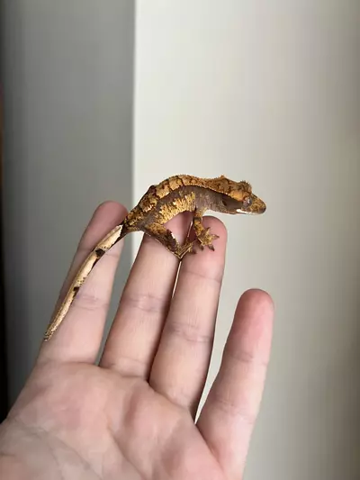 plant/PO4: No Pores Seen: 5 grams: Dark Base Harlequin-2-thumbnail