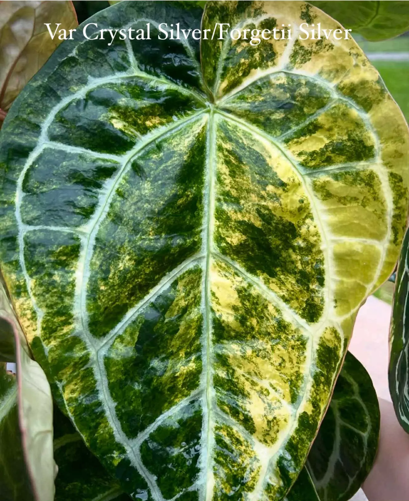 plant/Lavendar Haze X Var Crystal Forgetii Silver-2