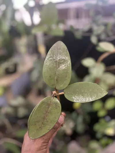 plant/Hoya Silver Dollar cutting-0-thumbnail