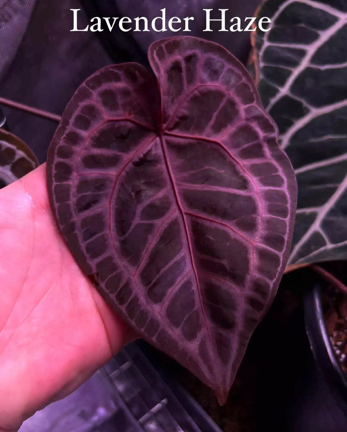 plant/Lavendar Haze X Var Crystal Forgetii Silver-1