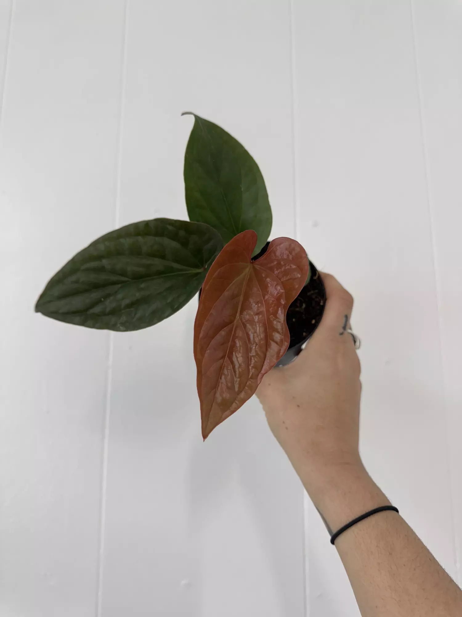 plant/Anthurium Radican X Luxurians-0