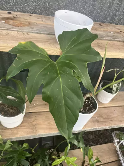 plant/Anthurium Pedatum-0-thumbnail