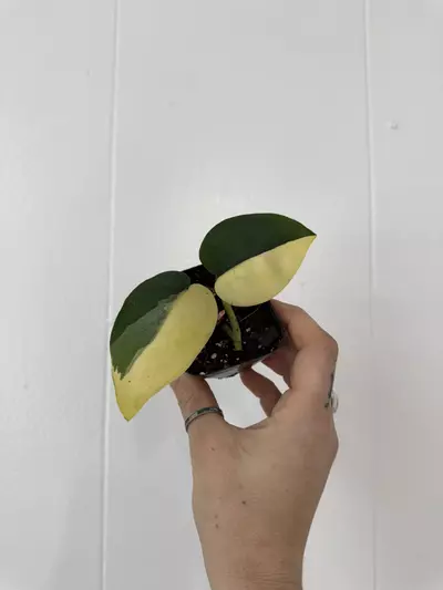 plant/Scindapsus Jade Satin Aurea-0-thumbnail