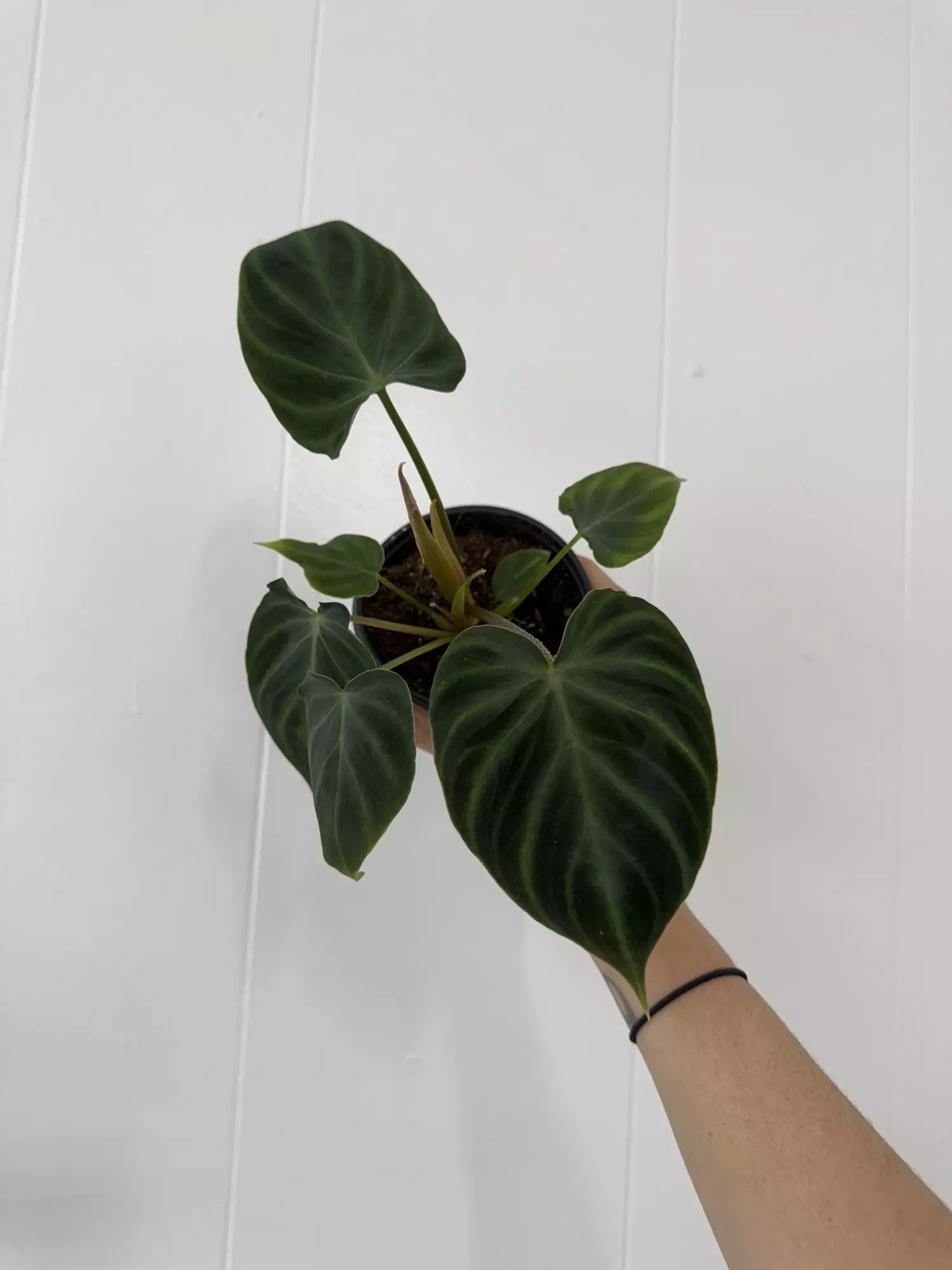 plant/Philodendron Verrucosum -0