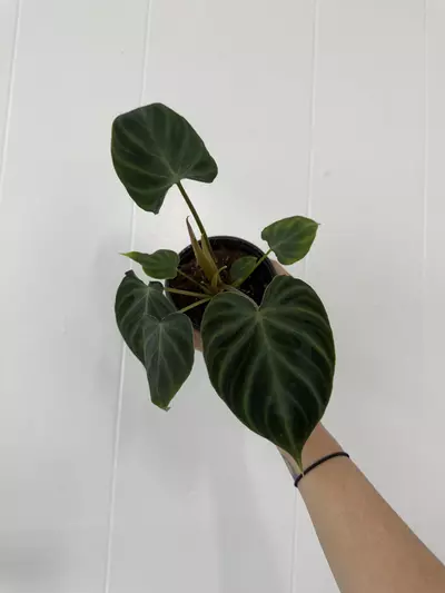 plant/Philodendron Verrucosum -0-thumbnail