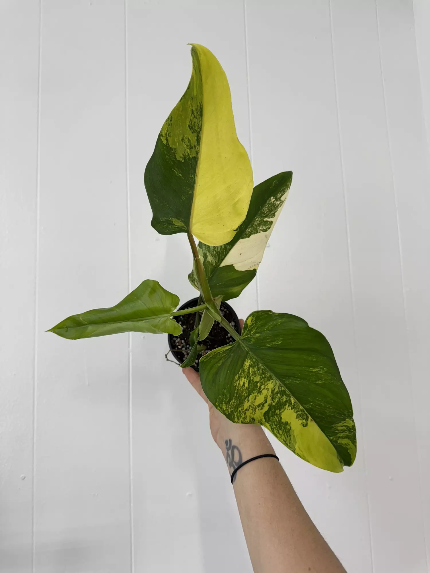 plant/Philodendron Domesticum Variegated -0