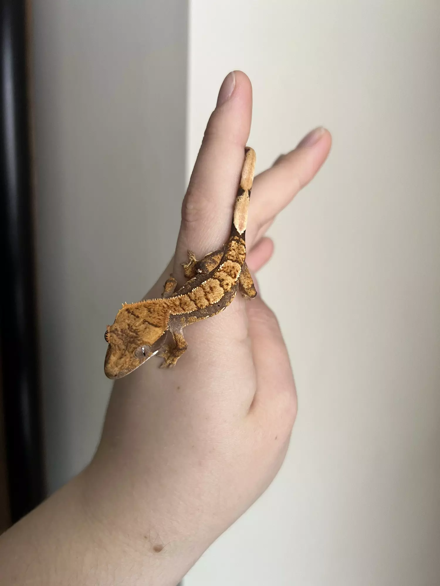 plant/PO4: No Pores Seen: 5 grams: Dark Base Harlequin-1