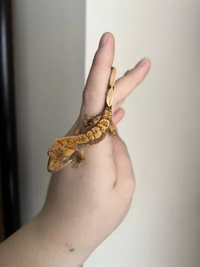 plant/PO4: No Pores Seen: 5 grams: Dark Base Harlequin-1-thumbnail