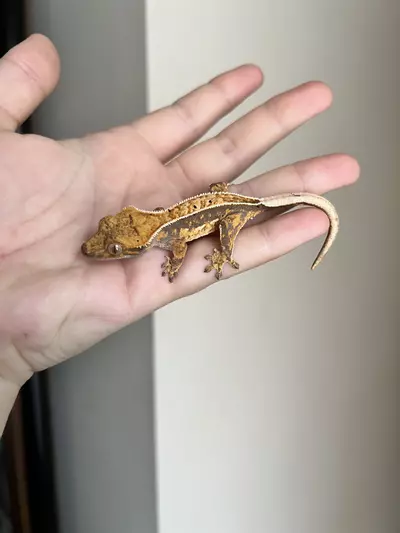 plant/TC: Lavendar Pinstripe: Possible Pores Seen: 5 grams-0-thumbnail