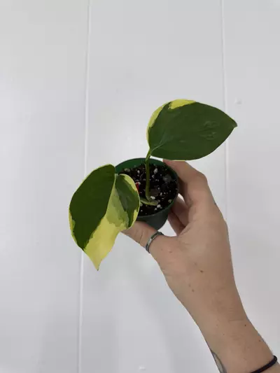 plant/Manjula Poonsin-0-thumbnail