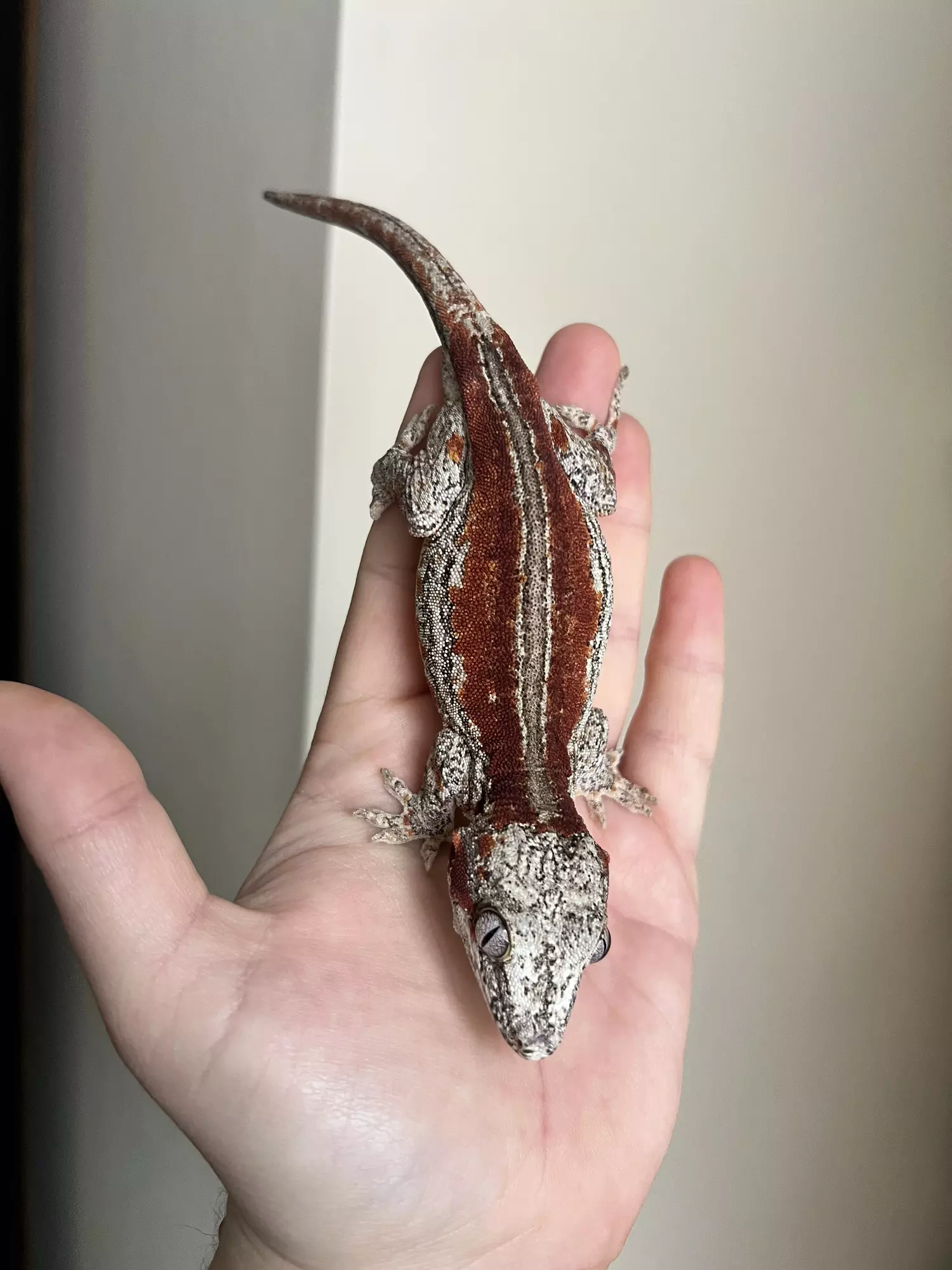 plant/RCJ7: Female Red Stripe: 46 grams-0