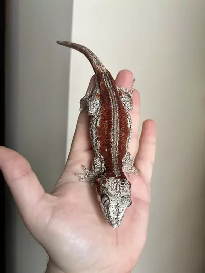 plant/RCJ7: Female Red Stripe: 46 grams-0-thumbnail