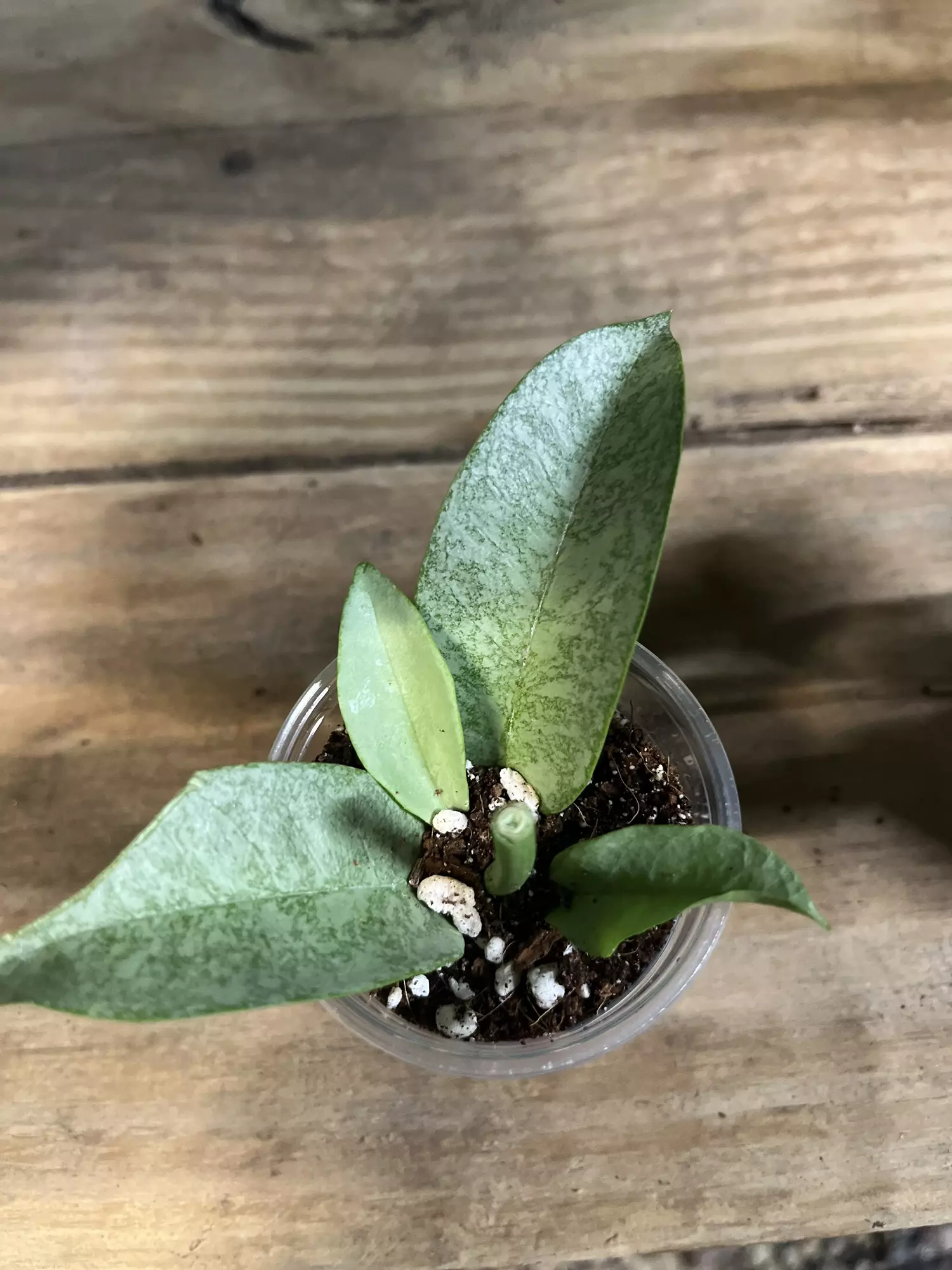 plant/Hoya Multiflora-0