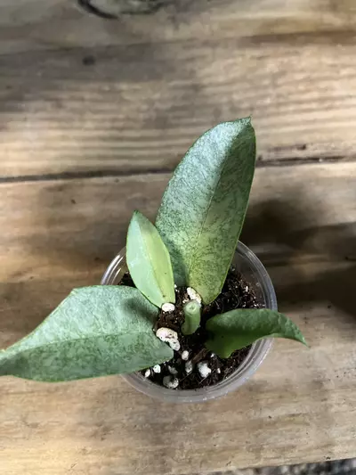 plant/Hoya Multiflora-0-thumbnail
