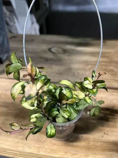 plant/Hoya lacunosa Variegated-0-thumbnail