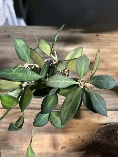 plant/Hoya burtoniae variegated-0-thumbnail