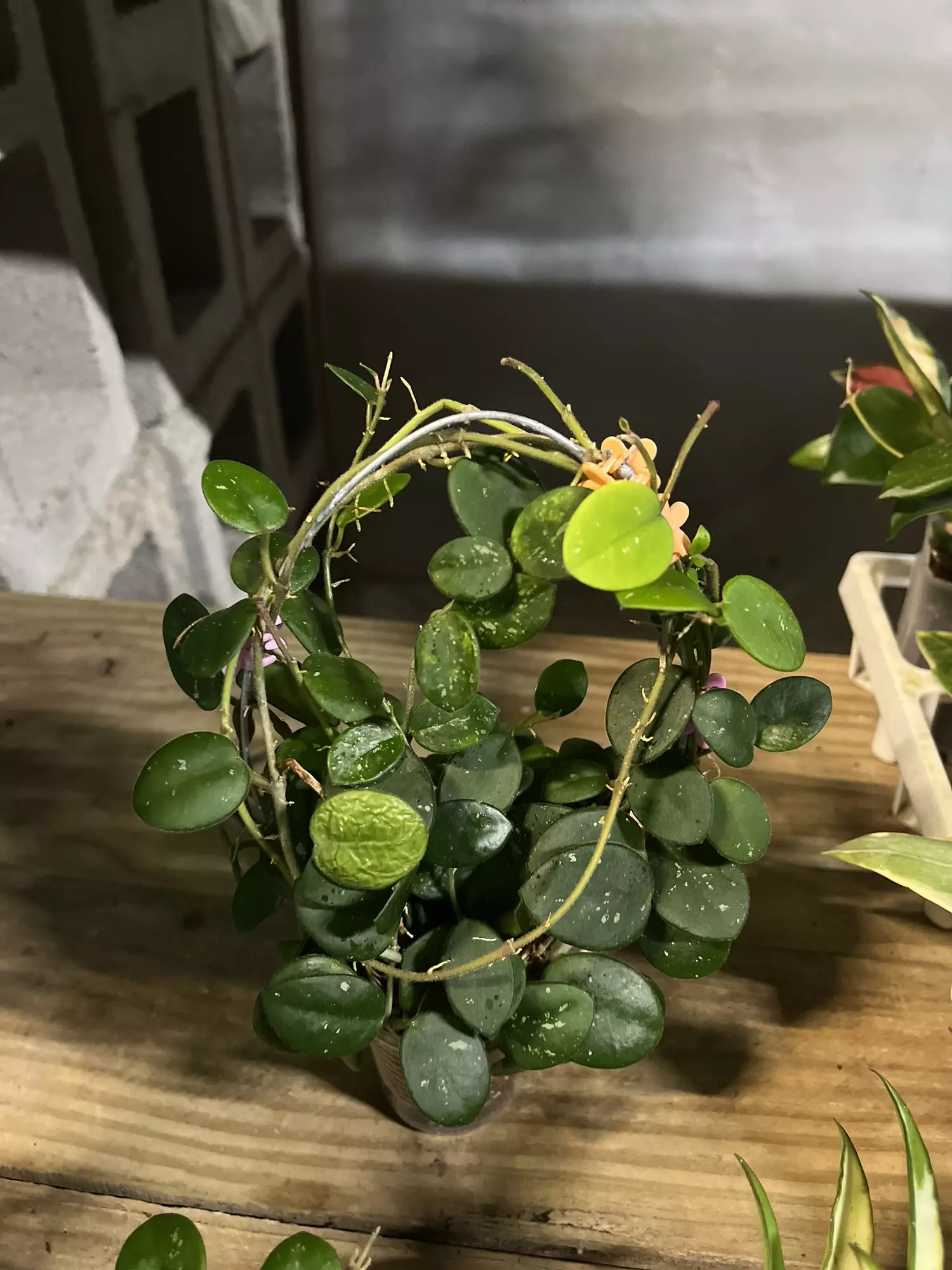 plant/Hoya Mathilde-0