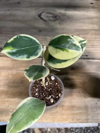 plant/Hoya pachyclada albo-0-thumbnail
