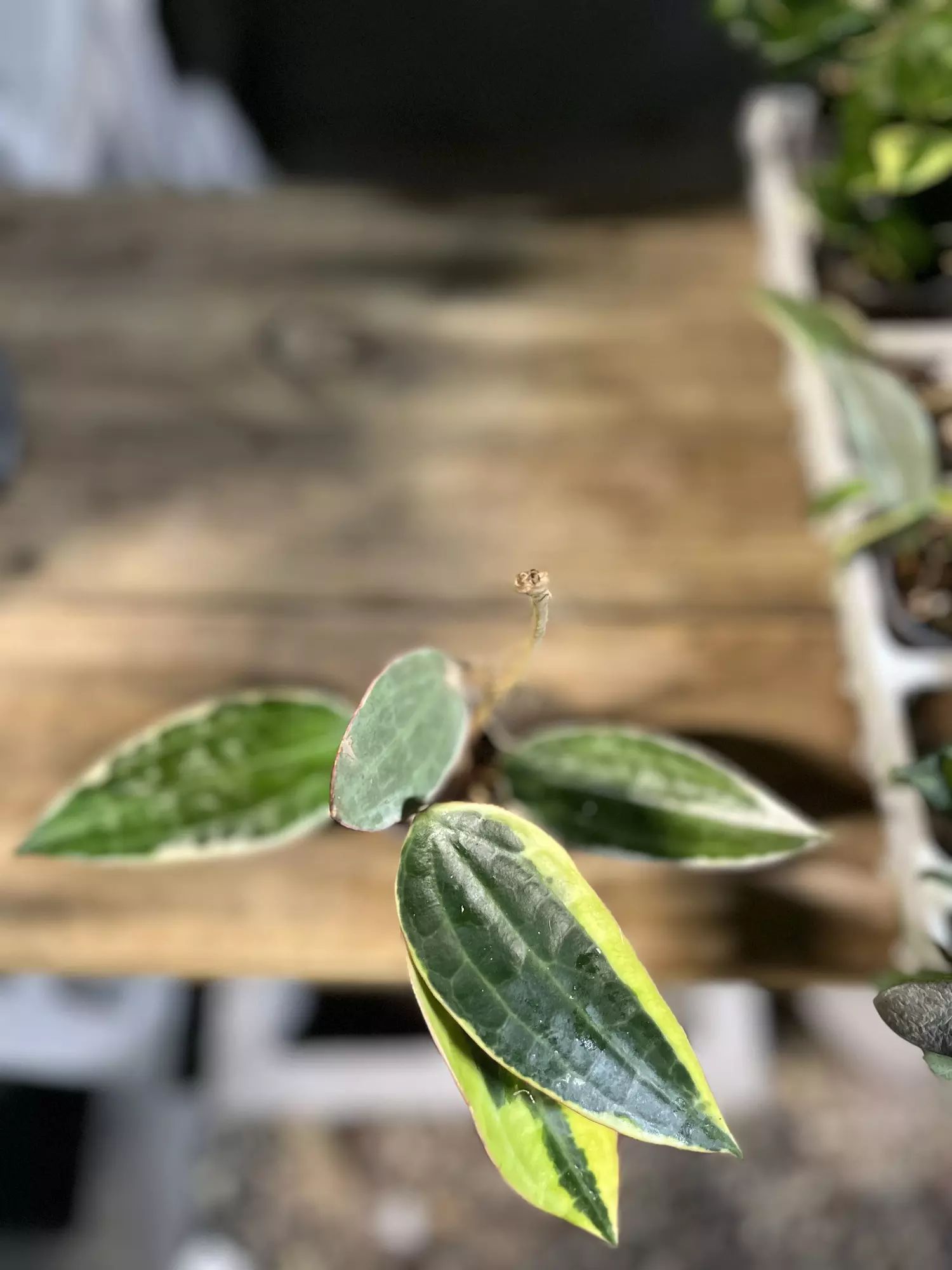 plant/Hoya Macrophylla Albo-0