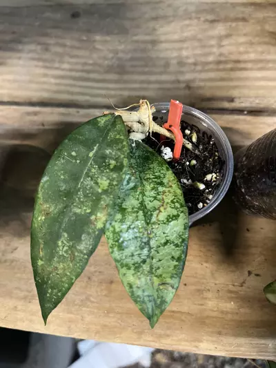 plant/Hoya Phangga Silver-0-thumbnail