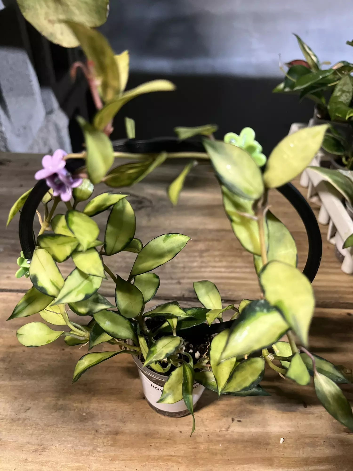 plant/Hoya SOUMA unrooted cutting from this plant-0