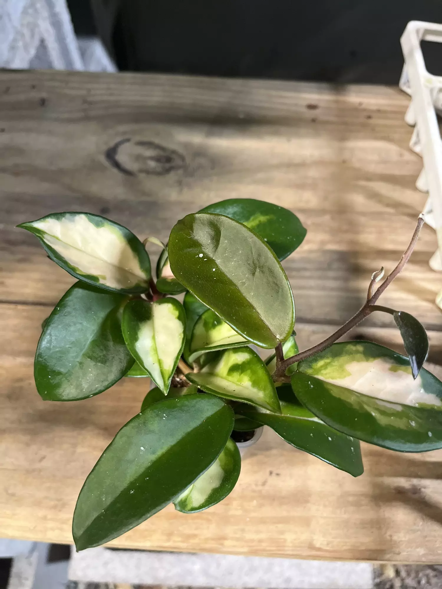 plant/Hoya Princess Tricolor-0