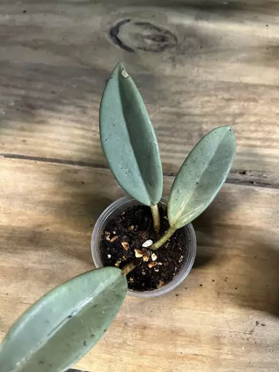 plant/Hoya Wilber Graves Silver (rooted plant)-0-thumbnail