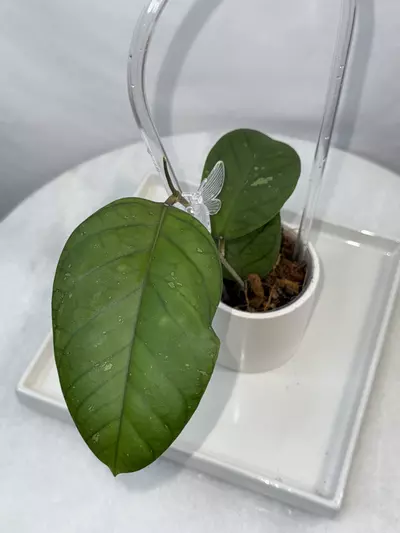 plant/Hoya meredithii (round leaf) — 3 inch pot-0-thumbnail