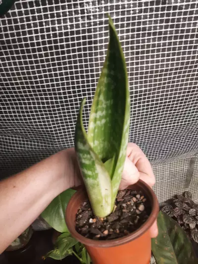 plant/Snake Plant-1-thumbnail
