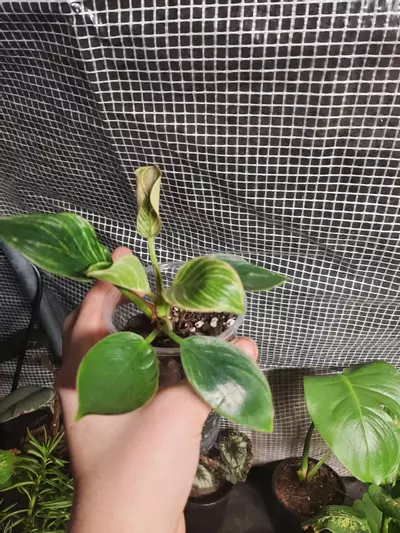 plant/Small Birkin-0-thumbnail