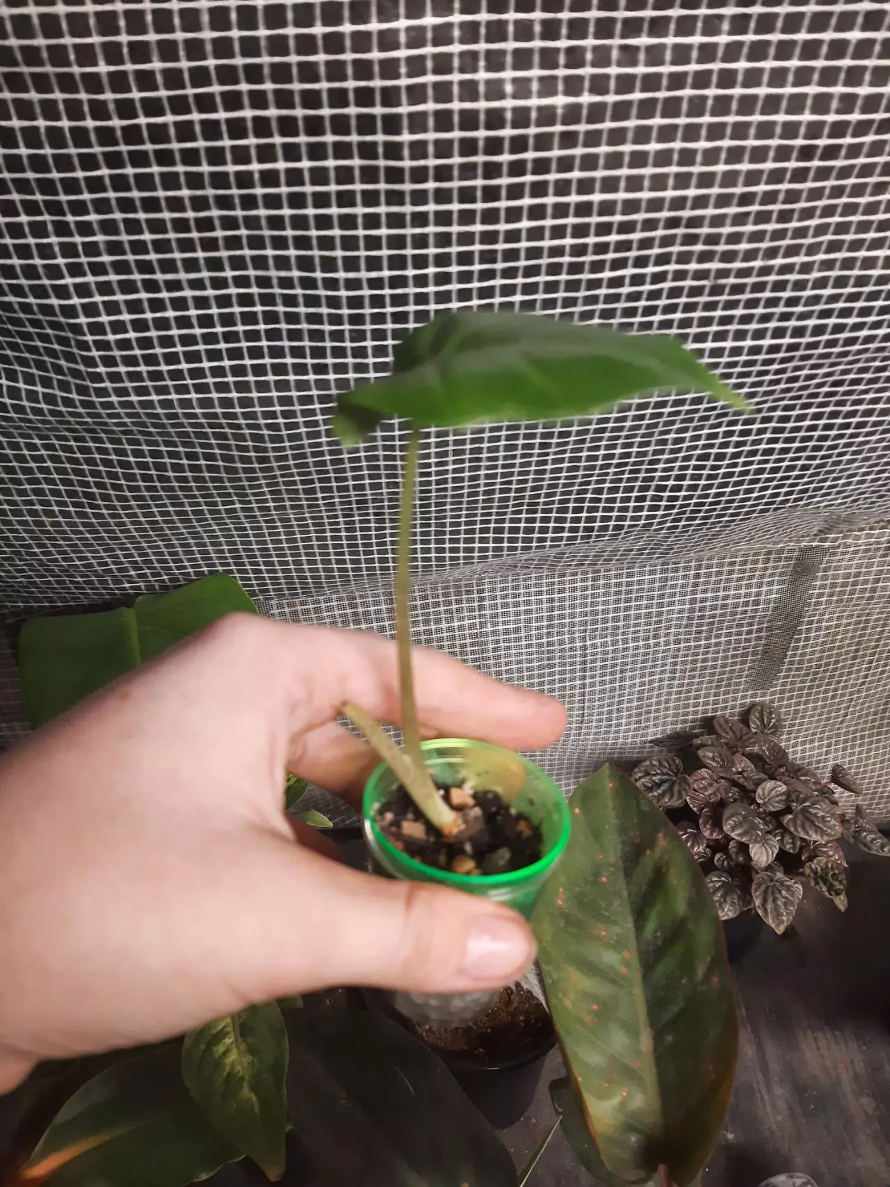 plant/Portadora Pup-2