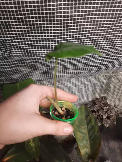 plant/Portadora Pup-2-thumbnail