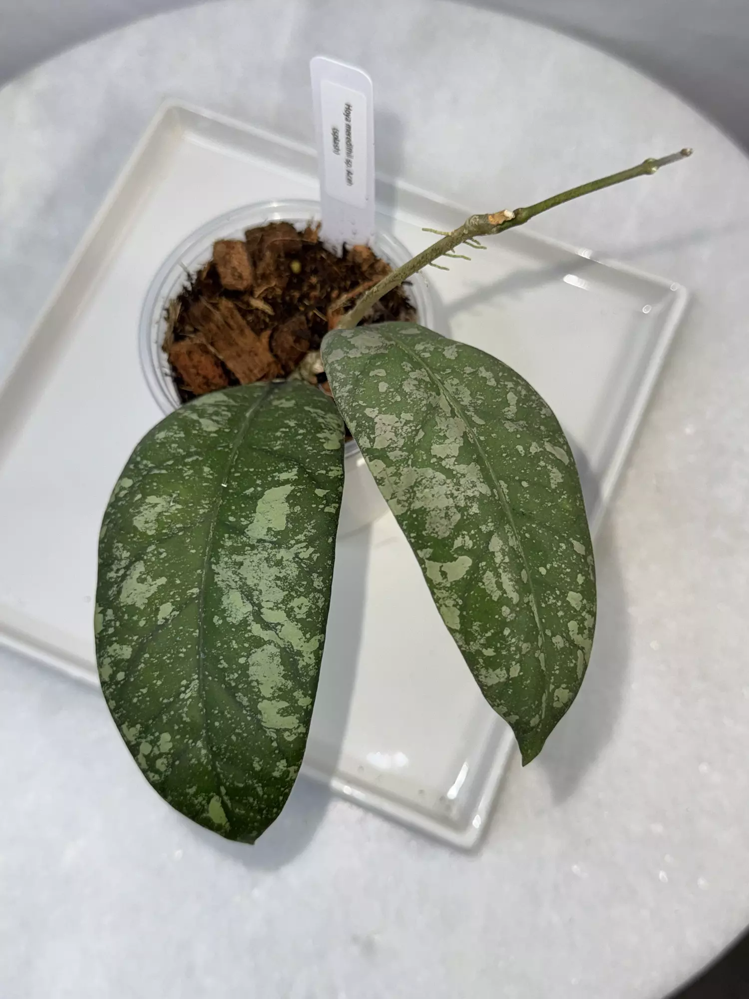 plant/H. meredithii sp. Aceh (splash, big leaf)— 3 inch pot-0