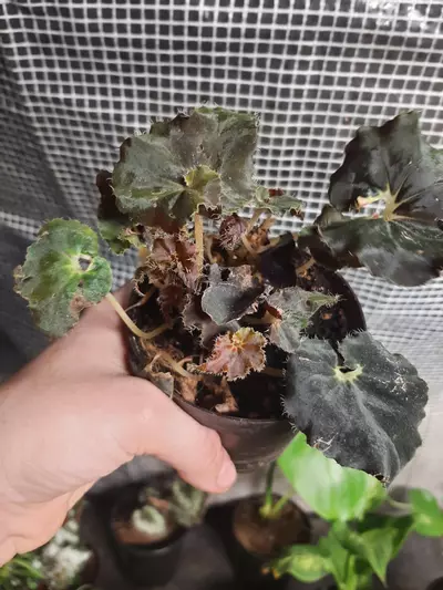 plant/Black Mambo Begonia-2-thumbnail