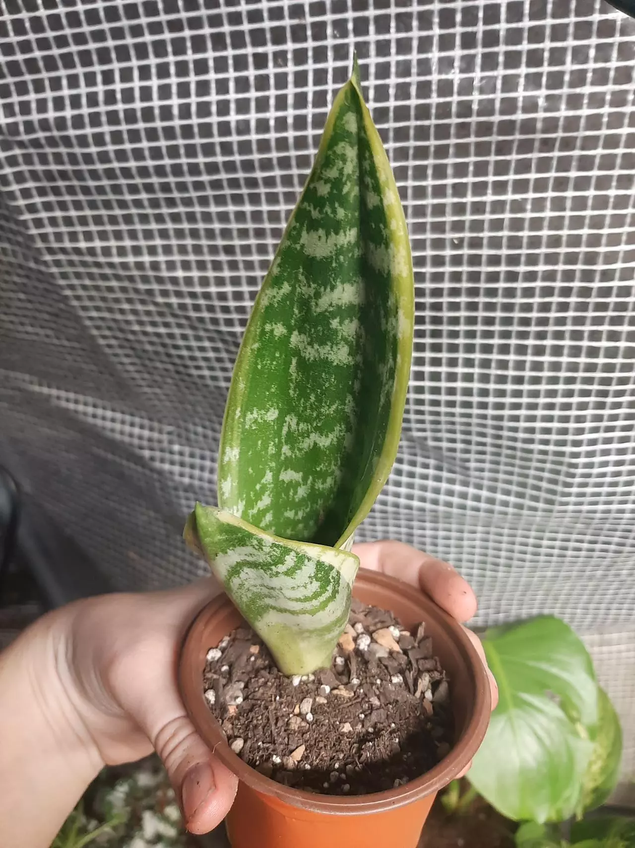 plant/Snake Plant-0