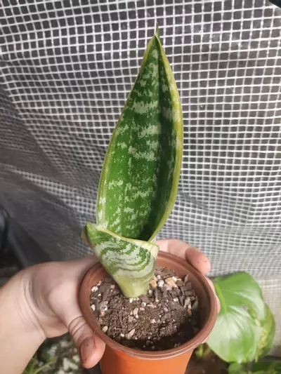 plant/Snake Plant-0-thumbnail