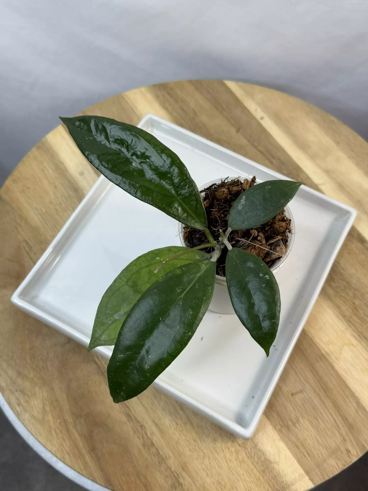 plant/H. ‘Tequila Sunrise’ — 3 inch pot-0