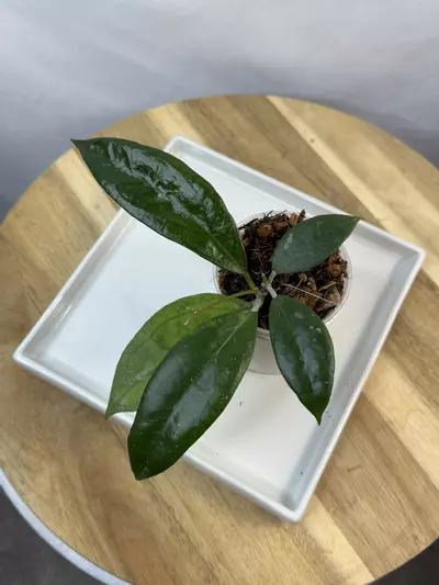 plant/H. ‘Tequila Sunrise’ — 3 inch pot-0-thumbnail