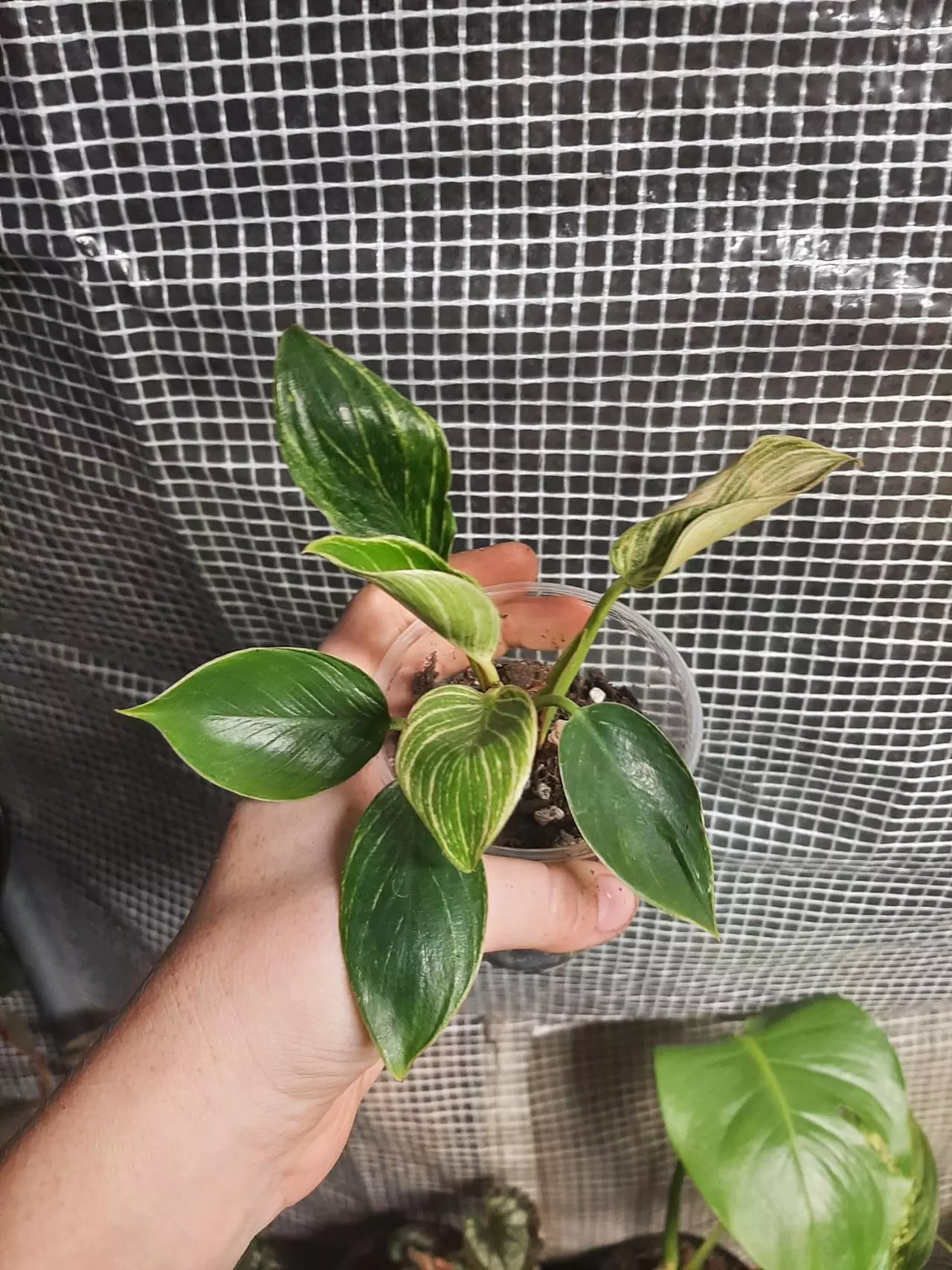 plant/Small Birkin-2