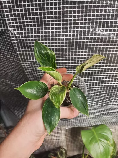 plant/Small Birkin-2-thumbnail