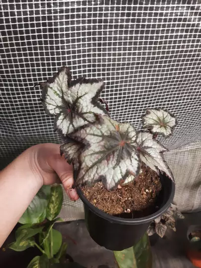 plant/Black Hole Begonia-0-thumbnail
