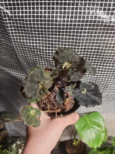 plant/Black Mambo Begonia-0-thumbnail