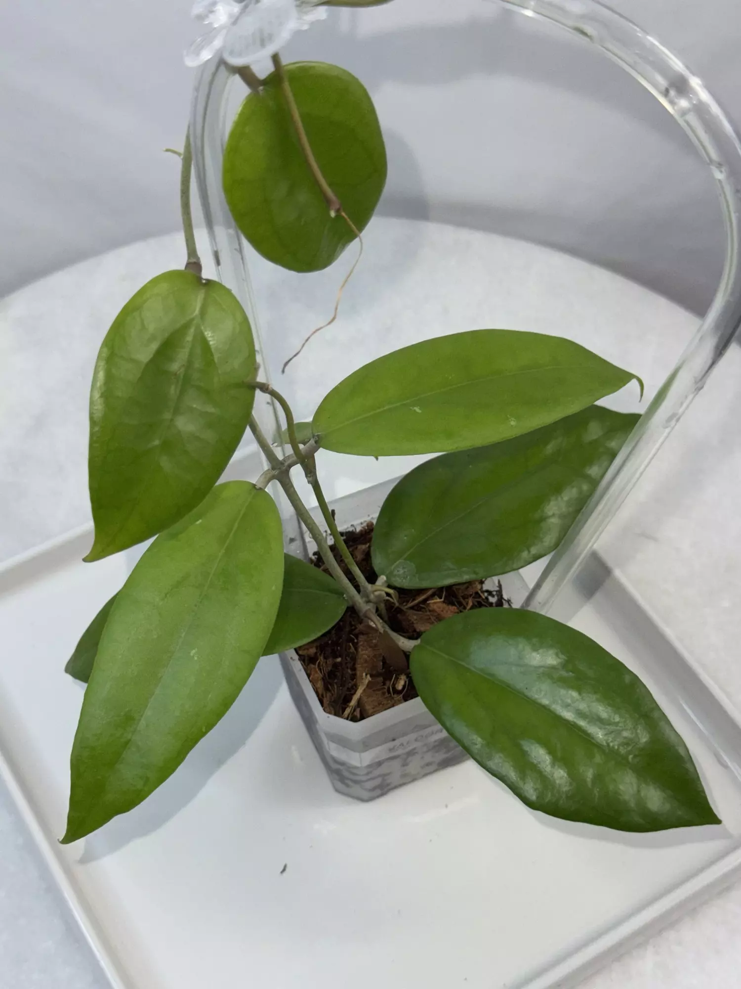 plant/Hoya ‘Valdar’ — 2.5 inch pot-0