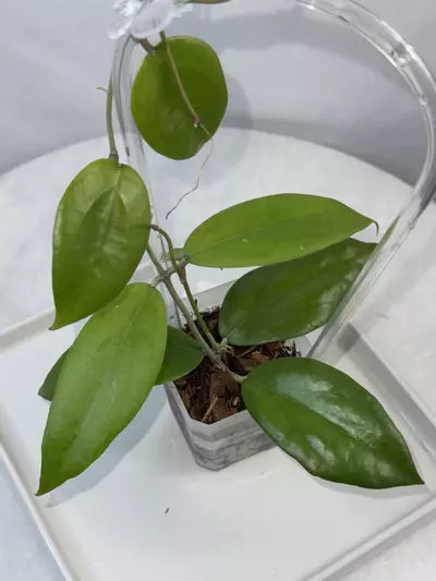 plant/Hoya ‘Valdar’ — 2.5 inch pot-0-thumbnail